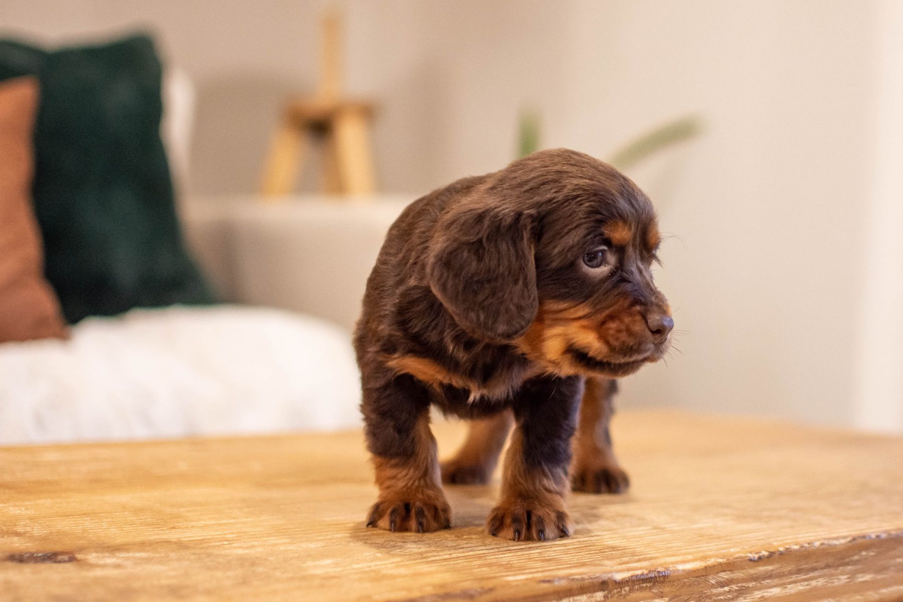 English Cocker Spaniel puppy