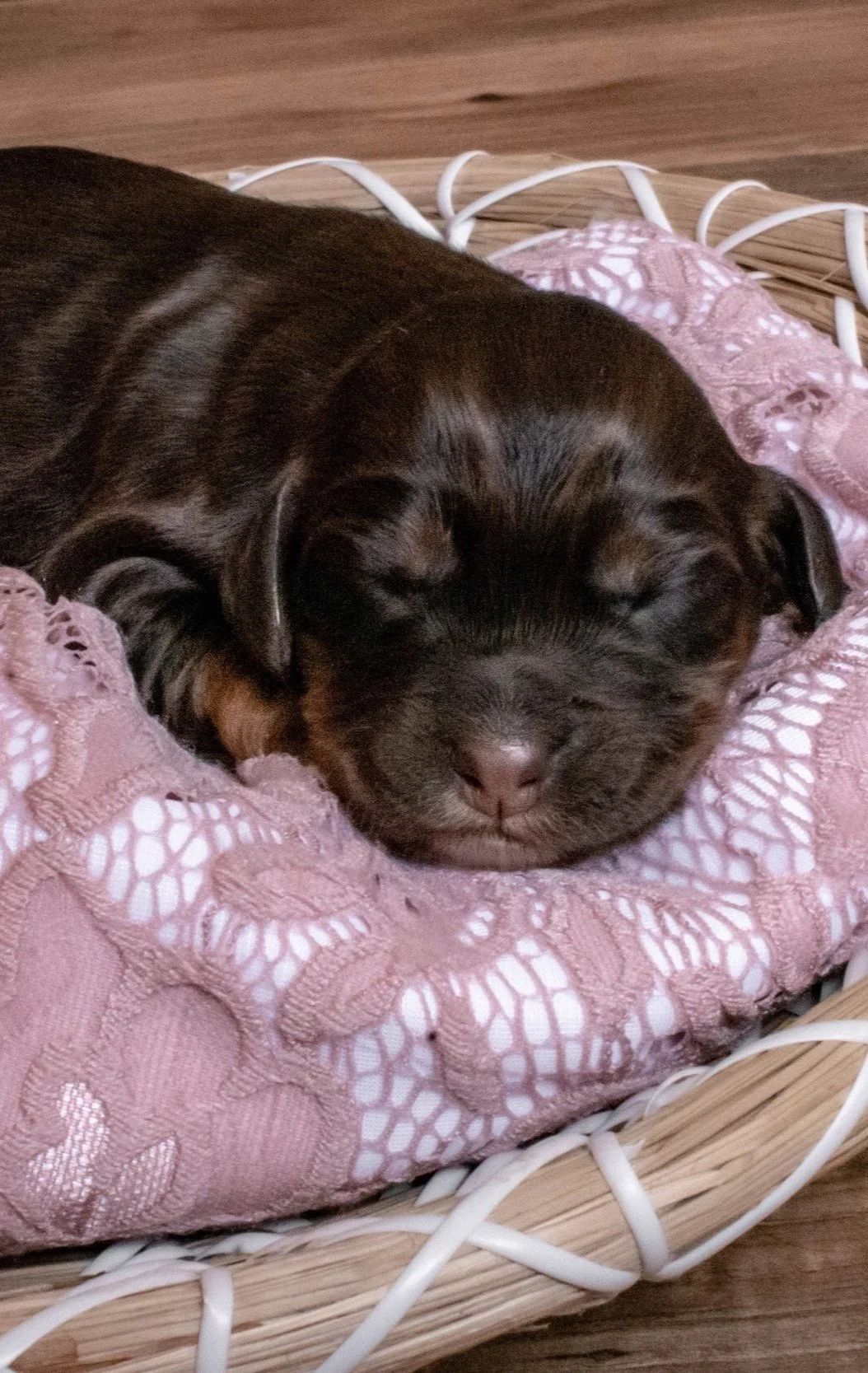 Puppy sleeping