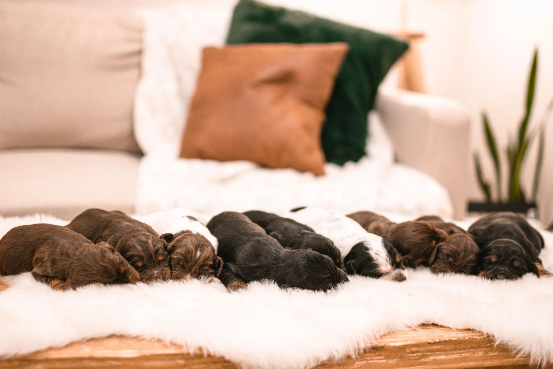 A litter of English Cocker Spaniel puppies